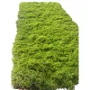 Green moss floor mat plastic 180g simulation plant micro-landscape Item Picture